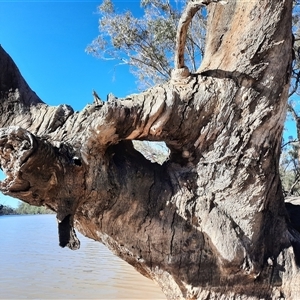 Eucalyptus camaldulensis at suppressed - suppressed