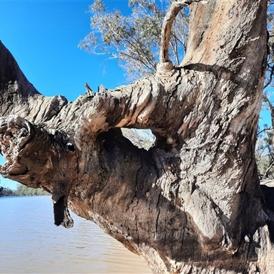 Eucalyptus camaldulensis (River Red Gum) at Menindee, NSW - 20 Sep 2020 by MB