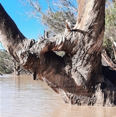 Eucalyptus camaldulensis at suppressed - suppressed