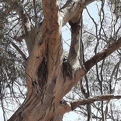 Eucalyptus camaldulensis (River Red Gum) at Menindee, NSW - 21 Sep 2020 by MB