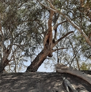 Eucalyptus camaldulensis at suppressed - suppressed