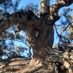 Eucalyptus camaldulensis (River Red Gum) at Menindee, NSW - 30 Sep 2020 by MB