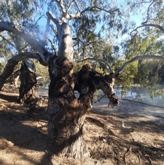 Eucalyptus camaldulensis at suppressed - suppressed