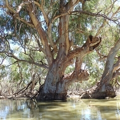 Eucalyptus sp. (A Gum Tree) at Menindee, NSW - 8 Feb 2023 by MB