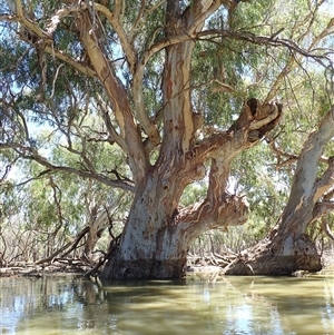 Eucalyptus sp. at Menindee, NSW - suppressed