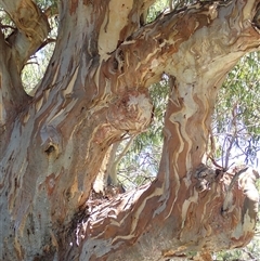 Eucalyptus sp. at Menindee, NSW - 8 Feb 2023