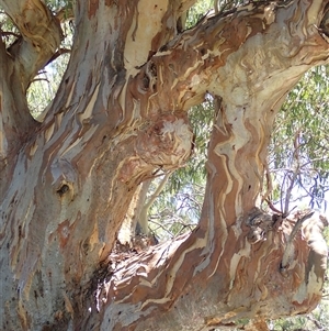 Eucalyptus sp. at Menindee, NSW - suppressed