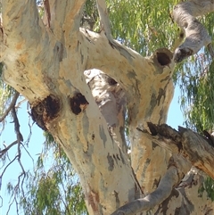 Eucalyptus sp. at Menindee, NSW - 8 Feb 2023 by MB