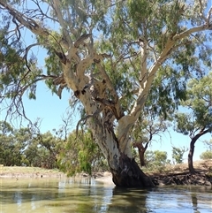 Eucalyptus sp. at Menindee, NSW - suppressed