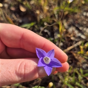 Wahlenbergia luteola at Mount Fairy, NSW - 16 Nov 2024 05:57 PM