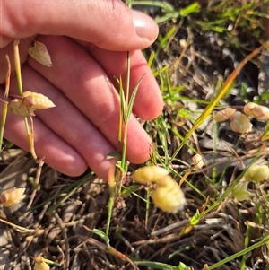 Wahlenbergia luteola at Mount Fairy, NSW - 16 Nov 2024 05:57 PM