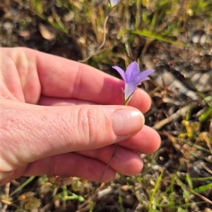 Wahlenbergia luteola at Mount Fairy, NSW - 16 Nov 2024