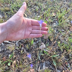 Wahlenbergia luteola at Mount Fairy, NSW - 16 Nov 2024 05:57 PM