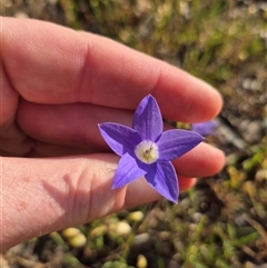 Wahlenbergia luteola at Mount Fairy, NSW - 16 Nov 2024 05:57 PM