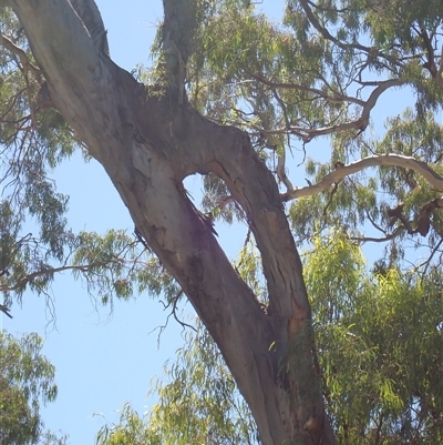 Eucalyptus sp. at Menindee, NSW - 7 Feb 2023 by MB