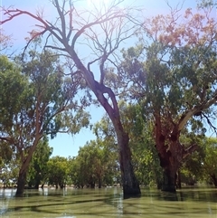 Eucalyptus sp. at Menindee, NSW - suppressed