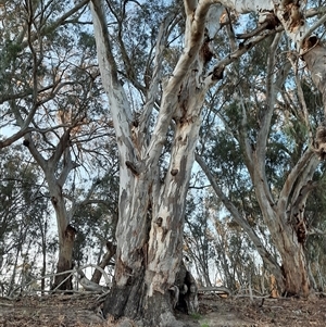 Eucalyptus camaldulensis at suppressed - suppressed