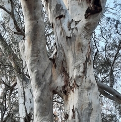 Eucalyptus camaldulensis at suppressed - suppressed