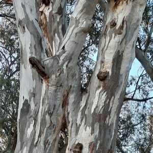 Eucalyptus camaldulensis at suppressed - suppressed