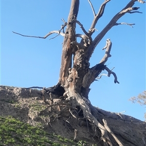 Eucalyptus sp. at Moorara, NSW - suppressed