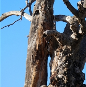 Eucalyptus sp. at Moorara, NSW - suppressed
