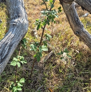 Rubus anglocandicans at Borough, NSW - 16 Nov 2024