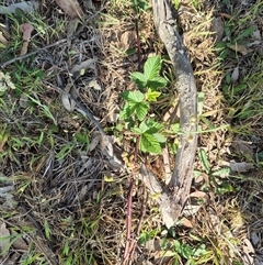 Rubus anglocandicans at Borough, NSW - 16 Nov 2024