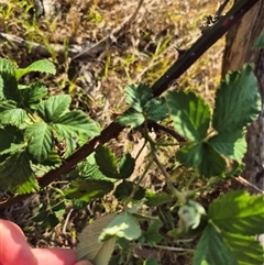 Rubus anglocandicans at Borough, NSW - 16 Nov 2024