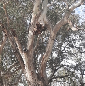 Eucalyptus camaldulensis at suppressed - suppressed