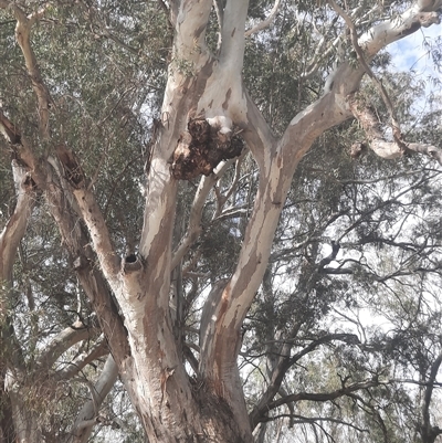 Eucalyptus sp. at Pooncarie, NSW - 3 Oct 2020 by MB