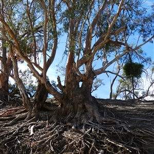 Eucalyptus camaldulensis at suppressed - suppressed