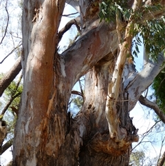 Eucalyptus camaldulensis at suppressed - suppressed