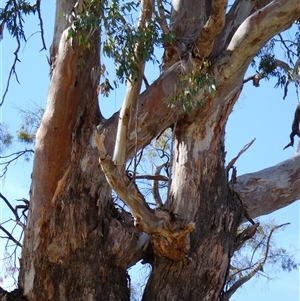 Eucalyptus camaldulensis at suppressed - suppressed