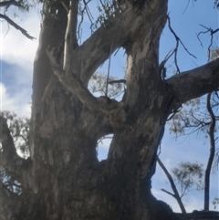 Eucalyptus camaldulensis at suppressed - suppressed