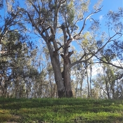 Eucalyptus camaldulensis (River Red Gum) at Pooncarie, NSW - 8 Oct 2020 by MB