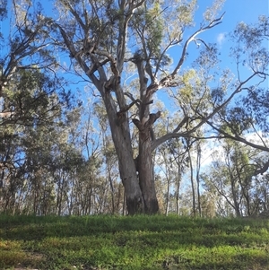 Eucalyptus camaldulensis at suppressed - suppressed