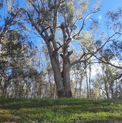 Eucalyptus sp. at Pooncarie, NSW - 7 Oct 2020 by MB