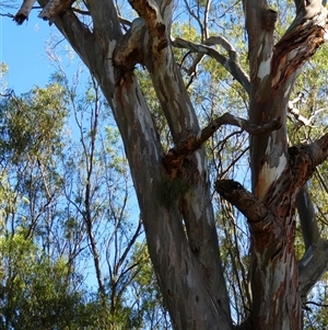 Eucalyptus camaldulensis at suppressed - suppressed