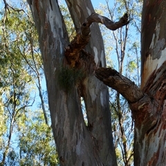 Eucalyptus camaldulensis at suppressed - suppressed