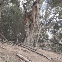 Eucalyptus camaldulensis (River Red Gum) at Pooncarie, NSW - 8 Oct 2020 by MB