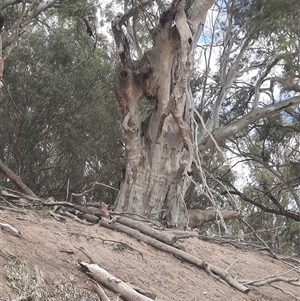 Eucalyptus camaldulensis at suppressed - suppressed