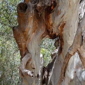 Eucalyptus camaldulensis at suppressed - suppressed