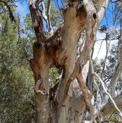 Eucalyptus camaldulensis at suppressed - suppressed