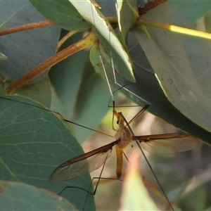 Leptotarsus (Macromastix) costalis (Common Brown Crane Fly) at Borough, NSW by clarehoneydove