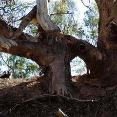 Eucalyptus sp. at Ellerslie, NSW - 11 Oct 2020 by MB