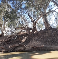 Eucalyptus camaldulensis at suppressed - suppressed