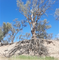 Eucalyptus sp. at Para, NSW - 11 Oct 2020 by MB