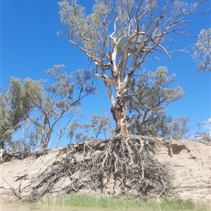 Eucalyptus camaldulensis at suppressed - suppressed