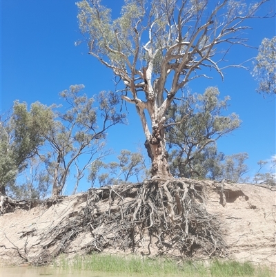 Eucalyptus camaldulensis (River Red Gum) at Para, NSW - 11 Oct 2020 by MB