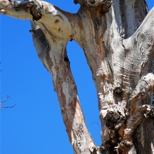 Eucalyptus camaldulensis at suppressed - suppressed